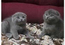 Ongebruikelijke Black Scottish Fold Kittens Kittens