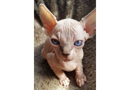 Leuke Sphynx Kittens - 1