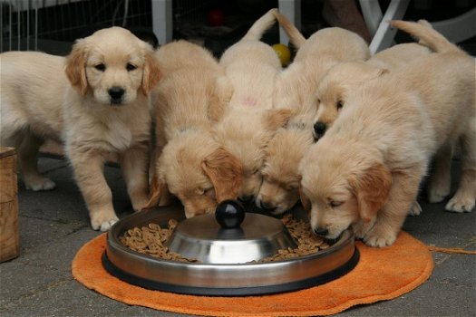 Golden Retriever-puppy's - 1