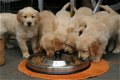 Golden Retriever-puppy's - 1 - Thumbnail