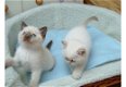 Ragdoll Kittens beschikbaar - 1 - Thumbnail