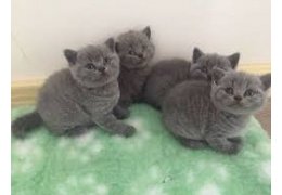 Leuke Britse mannelijke en vrouwelijke kittens met kort haar - 1