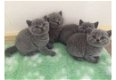 Leuke Britse mannelijke en vrouwelijke kittens met kort haar - 1 - Thumbnail