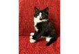 Maincoon kitten - 1 - Thumbnail