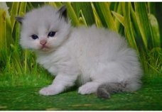 Geregistreerde Ragdoll-kittens beschikbaar
