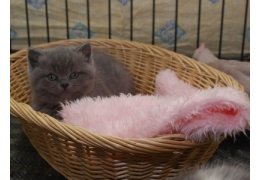 Leuke Britse blauwe korthaar kittens - 1