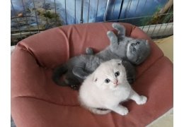 Scottish Fold kittens - 1