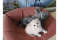 Scottish Fold kittens - 1 - Thumbnail