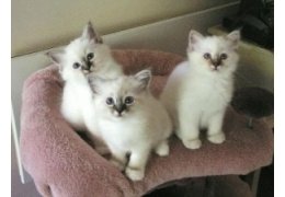 Thuis opgevoed Birman kittens voor adoptie - 1