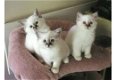 Thuis opgevoed Birman kittens voor adoptie - 1 - Thumbnail