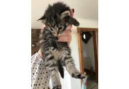 Charmante Maine Coon Kittens klaar - 1