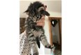 Charmante Maine Coon Kittens klaar - 1 - Thumbnail