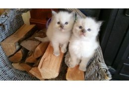 1 reu en 1 teefje Ragdolls Kittens hebben een goed huis nodig - 1