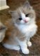 Ragdoll kittens beschikbaar voor adoptie.......... - 1 - Thumbnail
