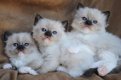 Leuke baby's nu klaar Ragdoll Mix kittens beschikbaar!!!!.... - 1 - Thumbnail