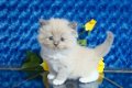 Rasecht Ragdoll / Perzische kittens!!!!... - 1 - Thumbnail