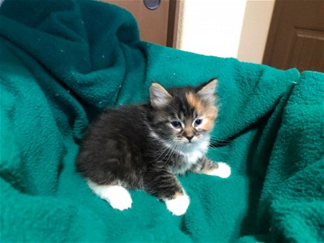 Bengaalse en Siberische mix kitten - 10 weken oud.!!!.. - 1