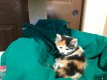 Bengaalse en Siberische mix kitten - 10 weken oud.!!!.. - 2 - Thumbnail