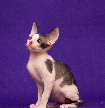 Devon kittens - 1