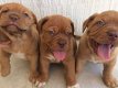 Mannelijke en vrouwelijke Dogue De Bordeaux Pups - 1 - Thumbnail