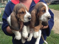 Schattige Basset Hound puppies