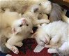 Nu klaar Ticca geregistreerd Ragdoll kitten - 0 - Thumbnail