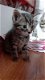 Mooie Ragdoll Kittens - 0 - Thumbnail