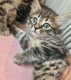 Super Ragdoll kittens - 0 - Thumbnail