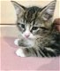 Ragdoll / Perzische kittens - 0 - Thumbnail