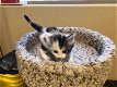 Speelse Siberische Kittens (9 weken oud) - 0 - Thumbnail