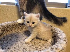 Bengaalse en Siberische mix kitten - 9 weken oud