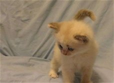 Schitterend Maine Coon Siberian Kitten