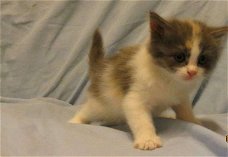 Maine Coon en Siberisch kruis Kitten Boy