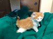 Traditionele Siberische kittens - 0 - Thumbnail