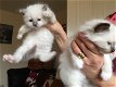 Birman Kittens - 0 - Thumbnail