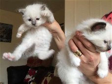 Birman Kittens