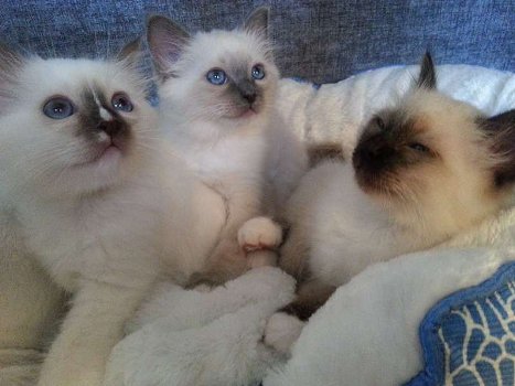 Birman Kitten nu beschikbaar. - 0