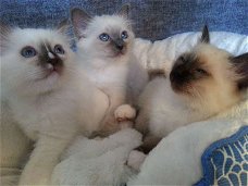 Birman Kitten nu beschikbaar.