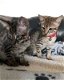 Zilver gevlekte Savannah Kittens - 0 - Thumbnail