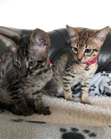 Zilver gevlekte Savannah Kittens