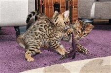 Verbluffende Tica geregistreerde Bengaalse kittens  