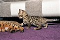 Verbluffende Tica geregistreerde Bengaalse kittens - 1 - Thumbnail