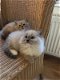 Ragdoll kittens met stamboom - 0 - Thumbnail