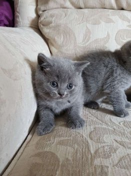 Prachtige Blauwe Britse Korthaar Kittens - 0