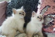 Twee raszuivere birmaan-kittens