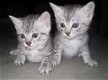 Egyptische Mau kittens - 0 - Thumbnail