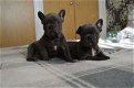 Franse Bulldog Pups - 0 - Thumbnail