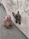 Mooie Tica Sphynx-kittens - 0 - Thumbnail