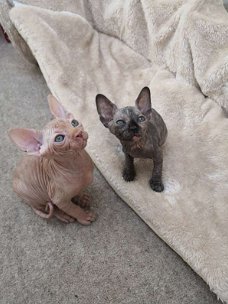 Mooie Tica Sphynx-kittens