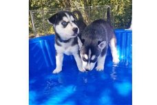 Kwaliteit Siberische Husky Pups